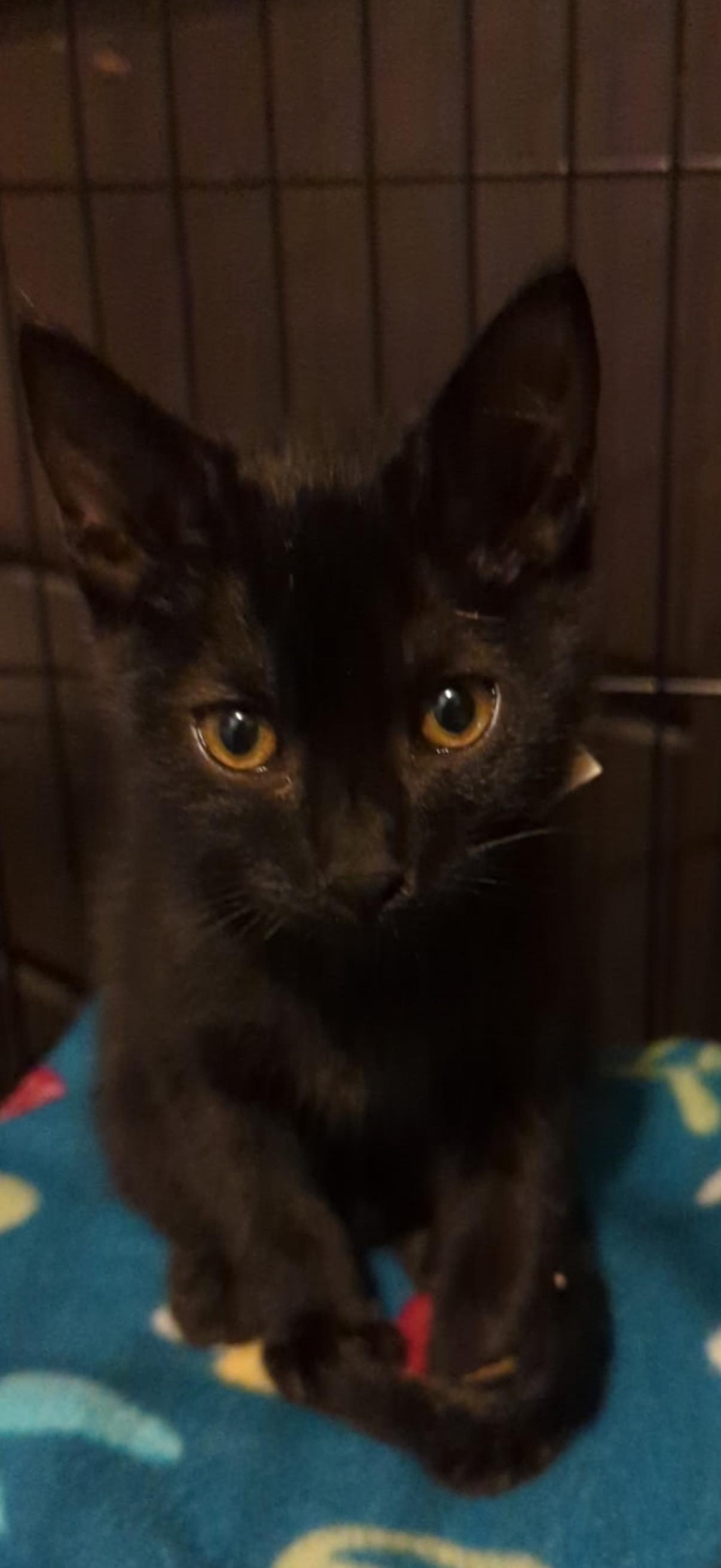 BANDIT, Adoptable, Young Male Bombay.