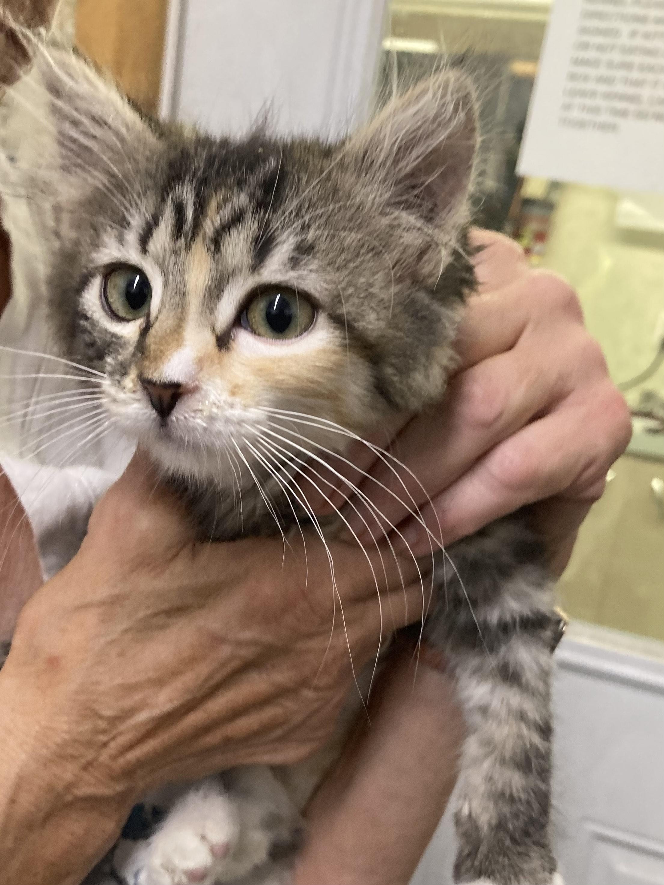 KITTENS, an adoptable Domestic Short Hair in Craig, CO, 81625 | Photo Image 3