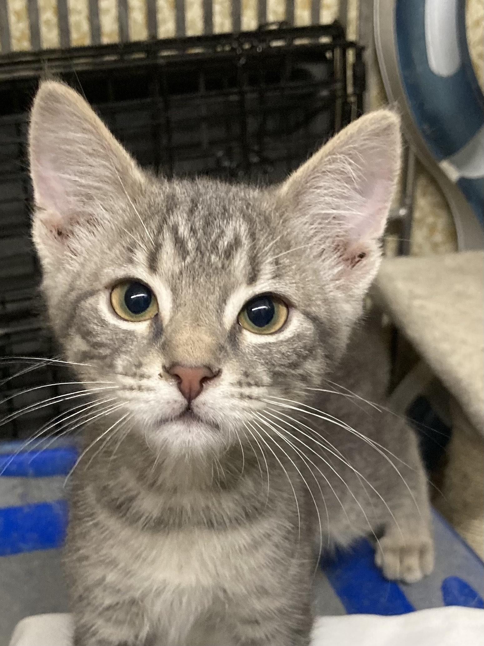 KITTENS, an adoptable Domestic Short Hair in Craig, CO, 81625 | Photo Image 2