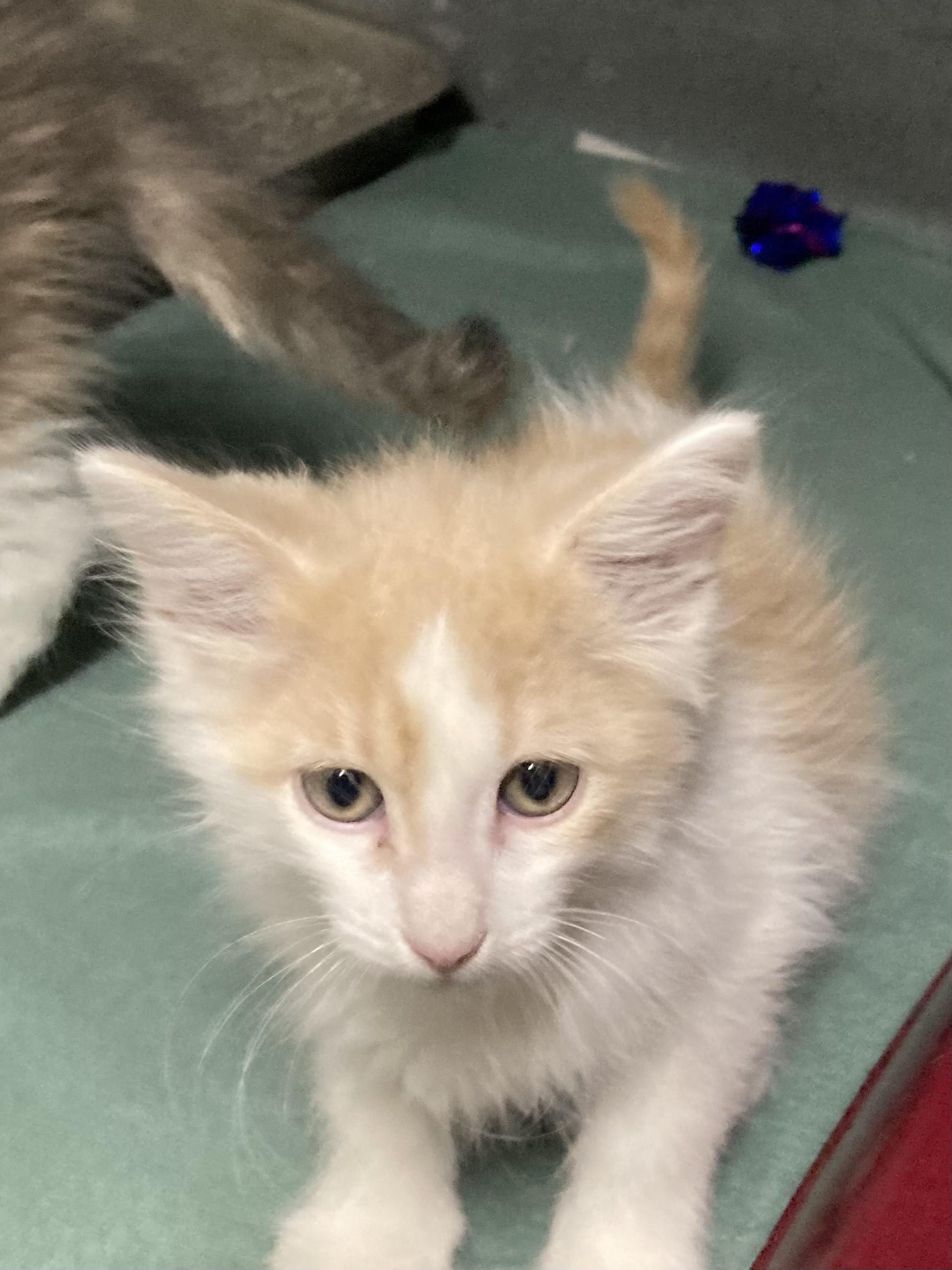KITTENS, an adoptable Domestic Short Hair in Craig, CO, 81625 | Photo Image 1