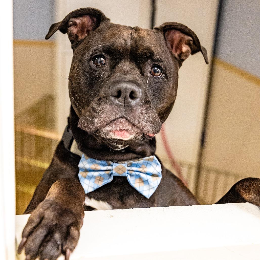 Enlarge Kane, a Adoptable mixed breed in Naperville, IL image 1/6