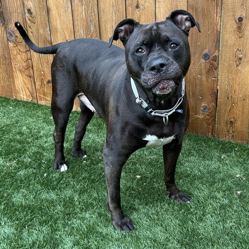 Kane, Adoptable, Senior Male American Staffordshire Terrier & Mixed Breed.