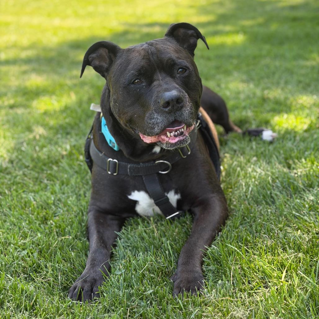 Enlarge Kane, a Adoptable mixed breed in Naperville, IL image 3/6