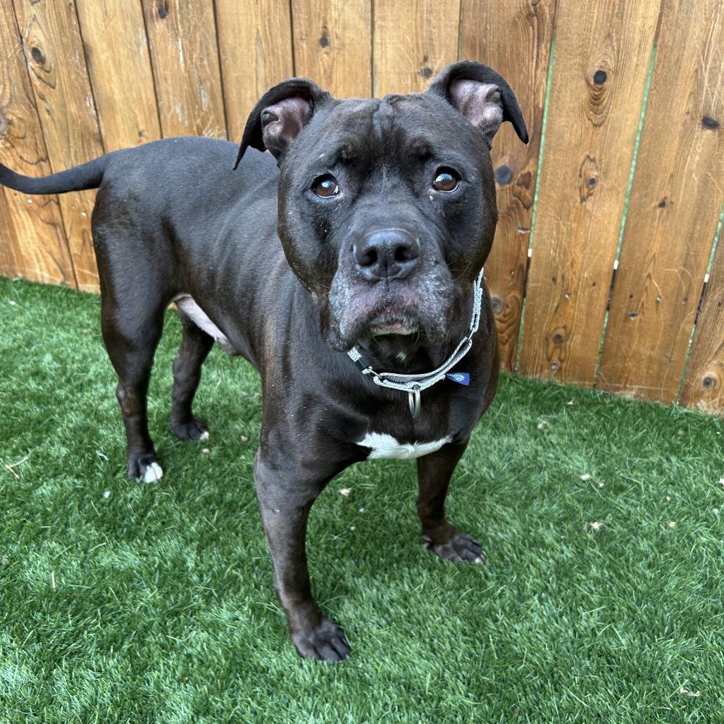 Enlarge Kane, a Adoptable mixed breed in Naperville, IL image 6/6