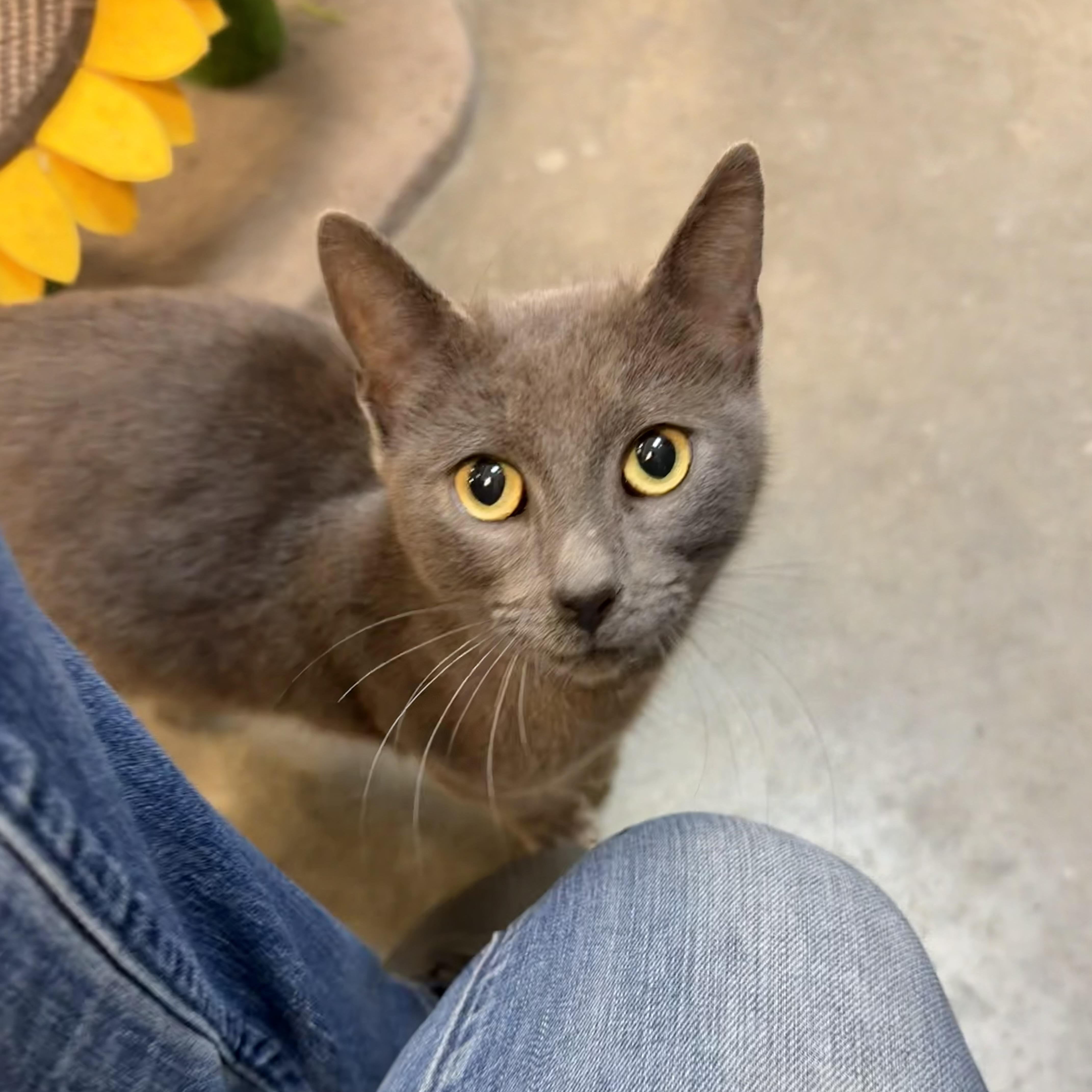 Ryland (affectionate lap cat!)