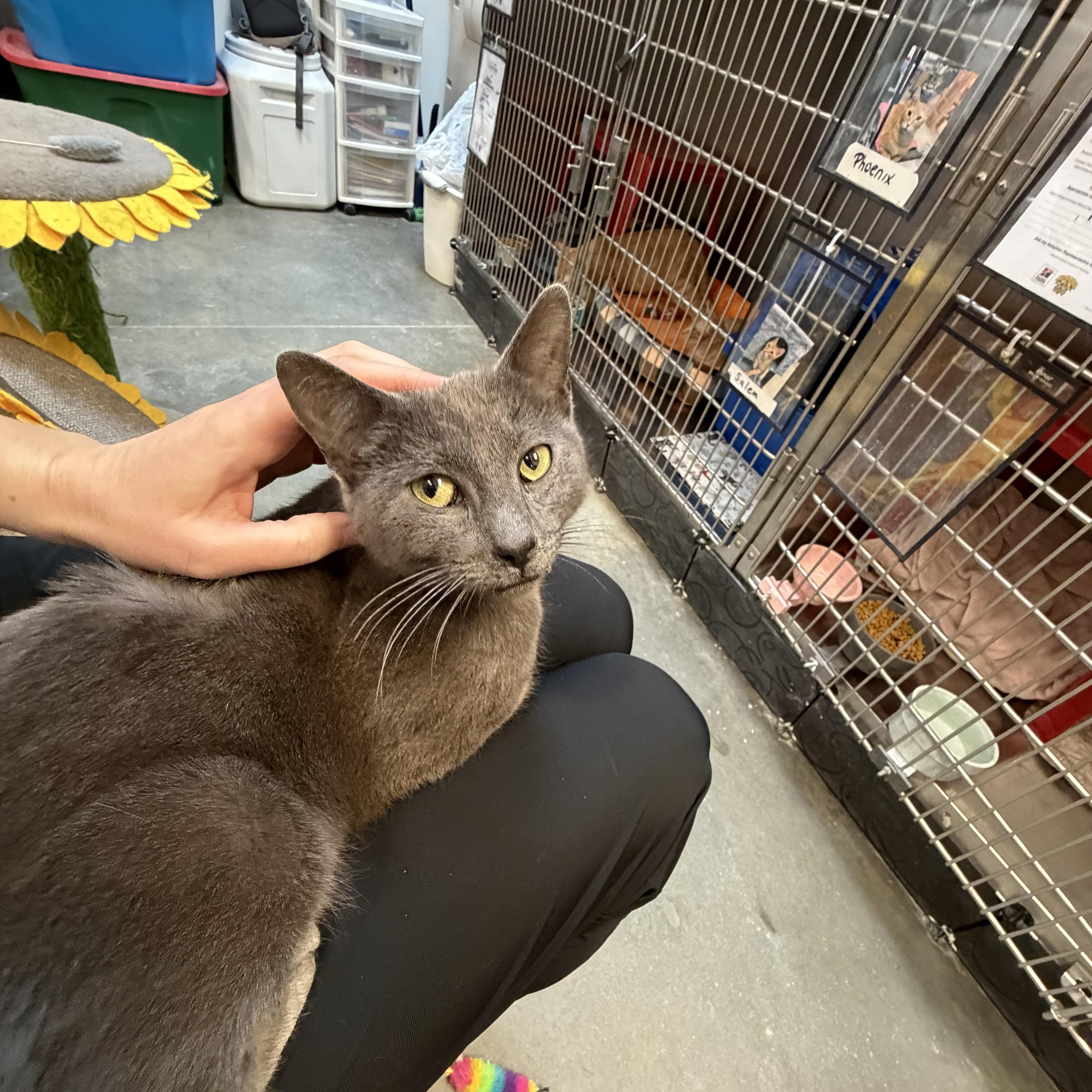 Ryland (affectionate lap cat!) — thumbnail 2