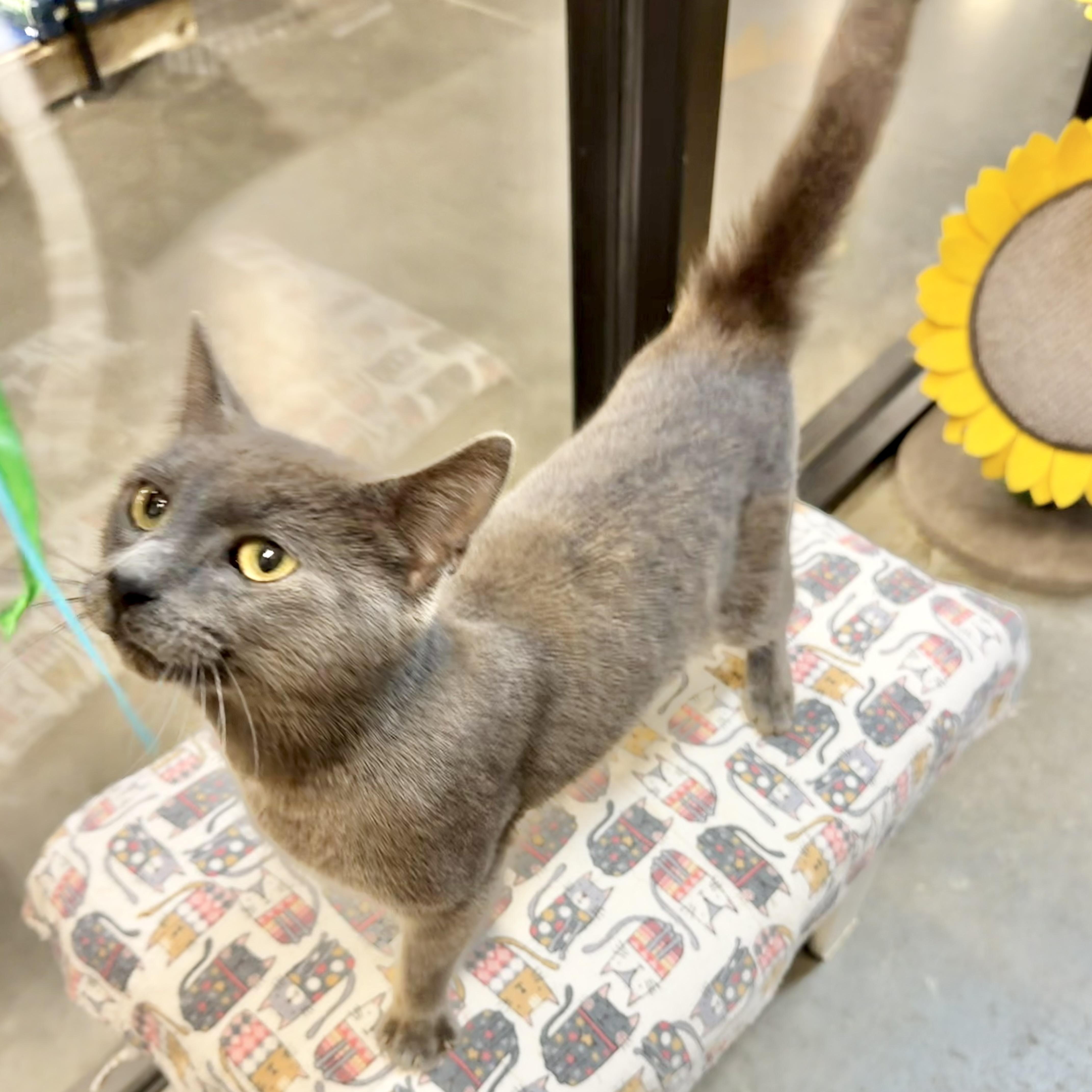 Ryland (affectionate lap cat!) — thumbnail 3