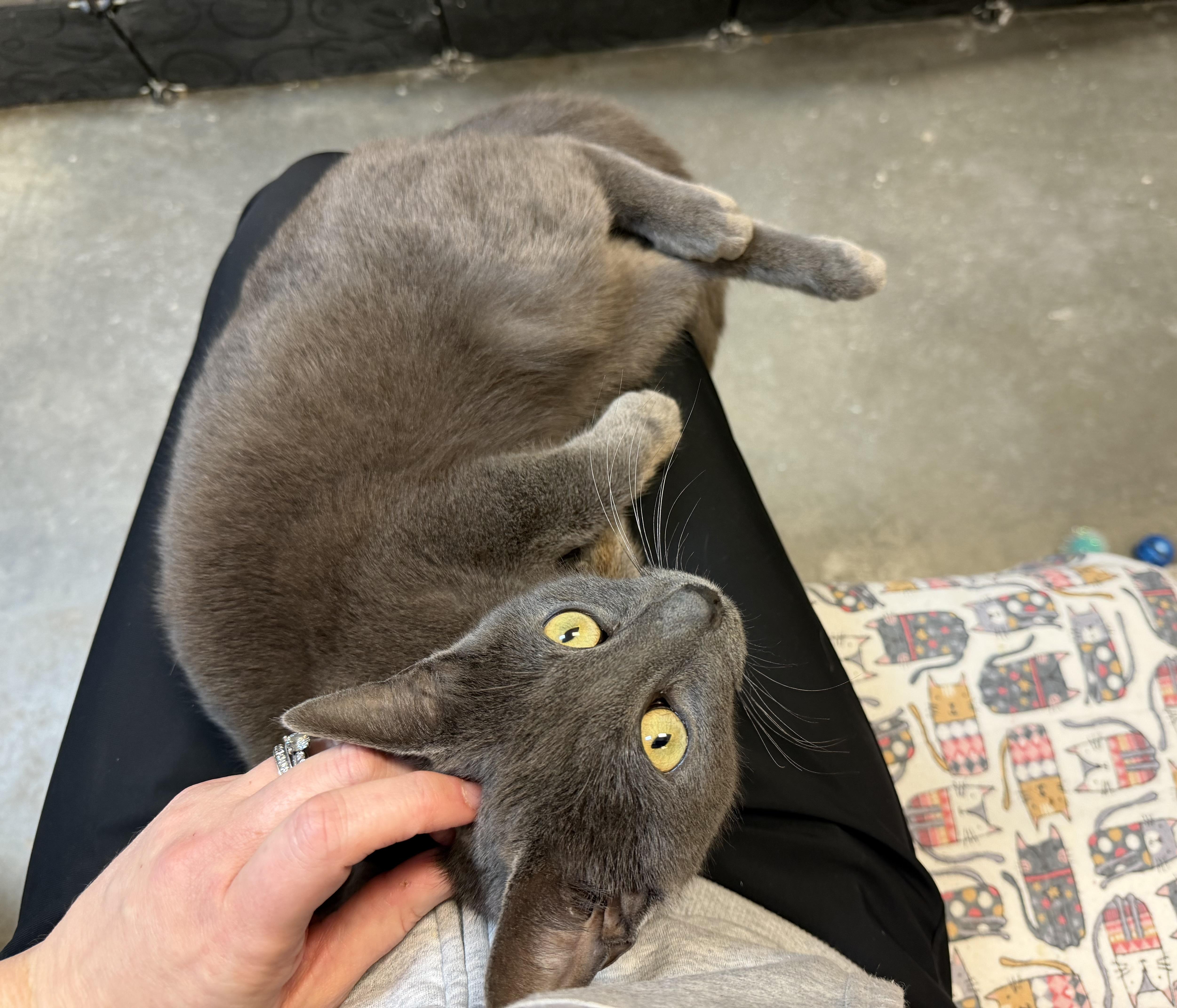 Ryland (affectionate lap cat!) — thumbnail 4