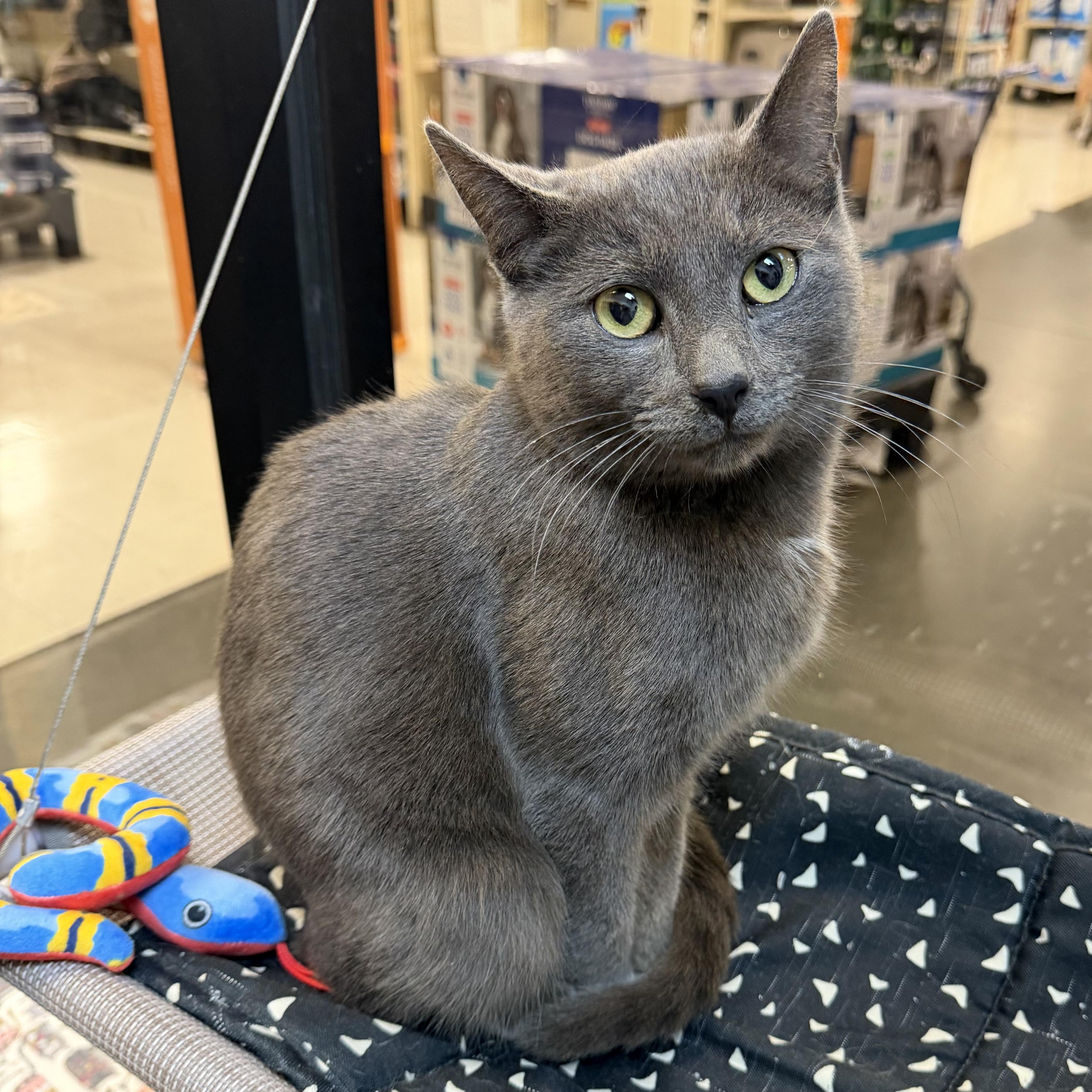 Ryland (affectionate lap cat!) — thumbnail 5