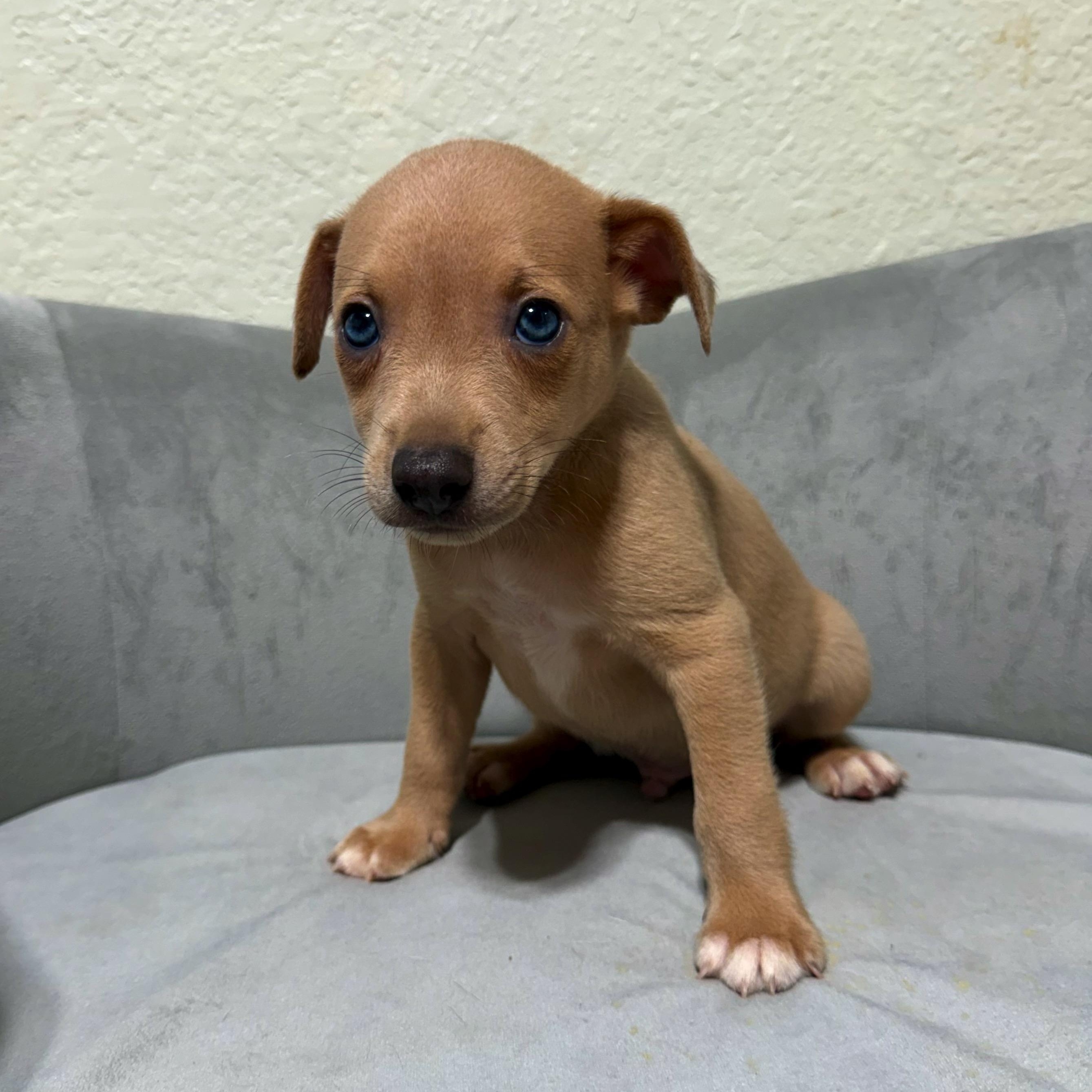 Cobalt, Adoptable, Puppy Male Rat Terrier & Miniature Pinscher.