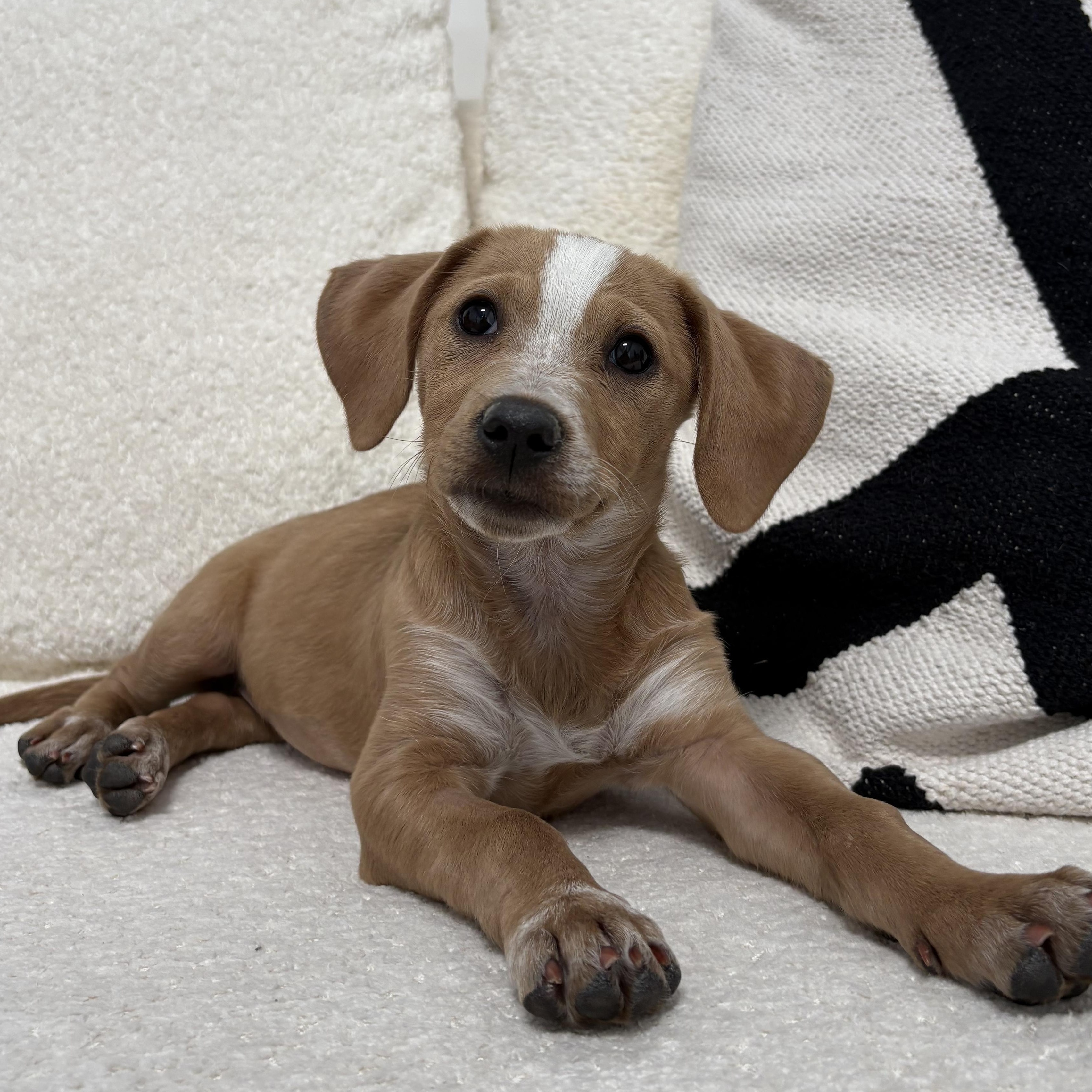 Grilled Onion, ADOPTABLE, Puppy Female Mixed Breed.
