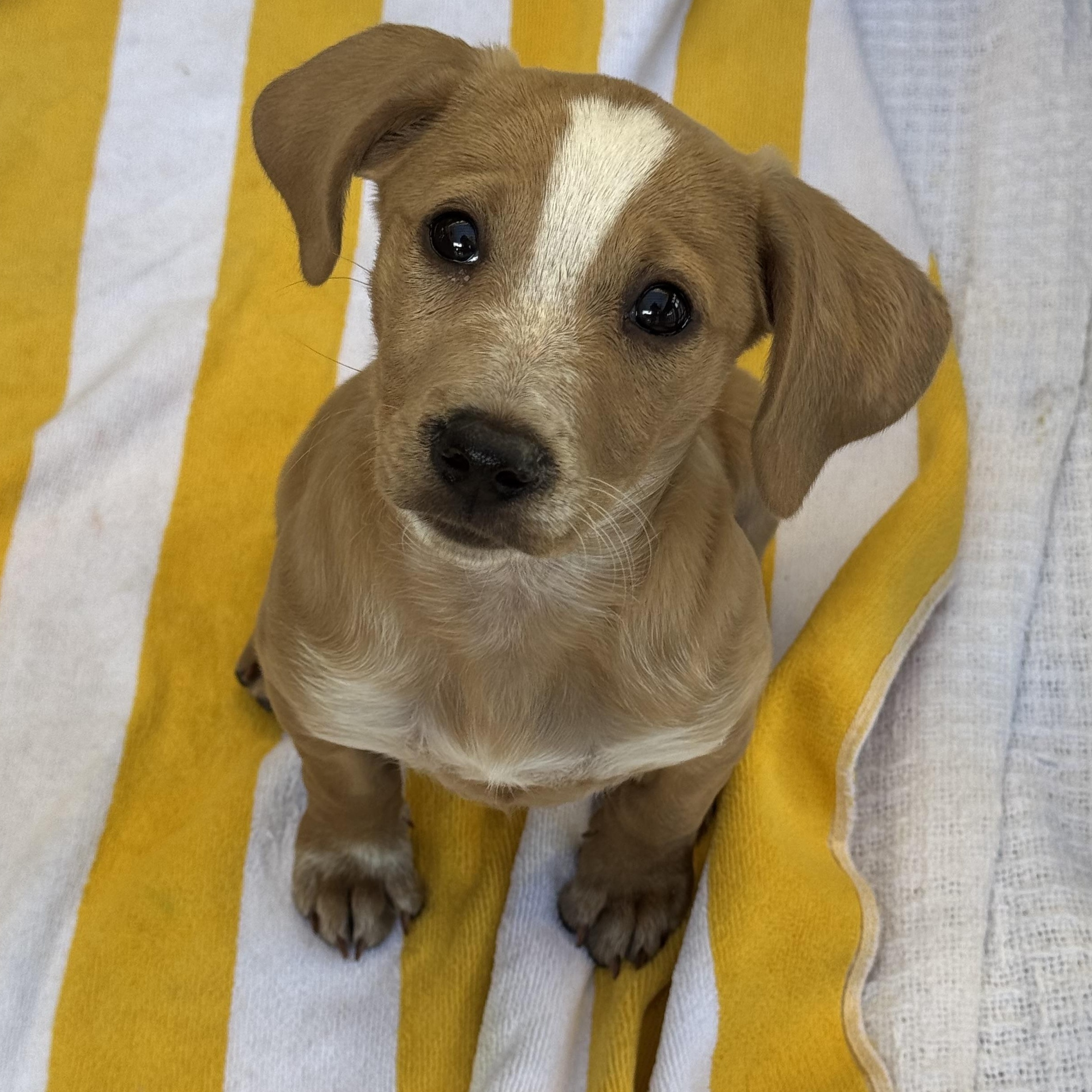 Grilled Onion, a ADOPTABLE Mixed Breed in Henderson, NV image 4/4