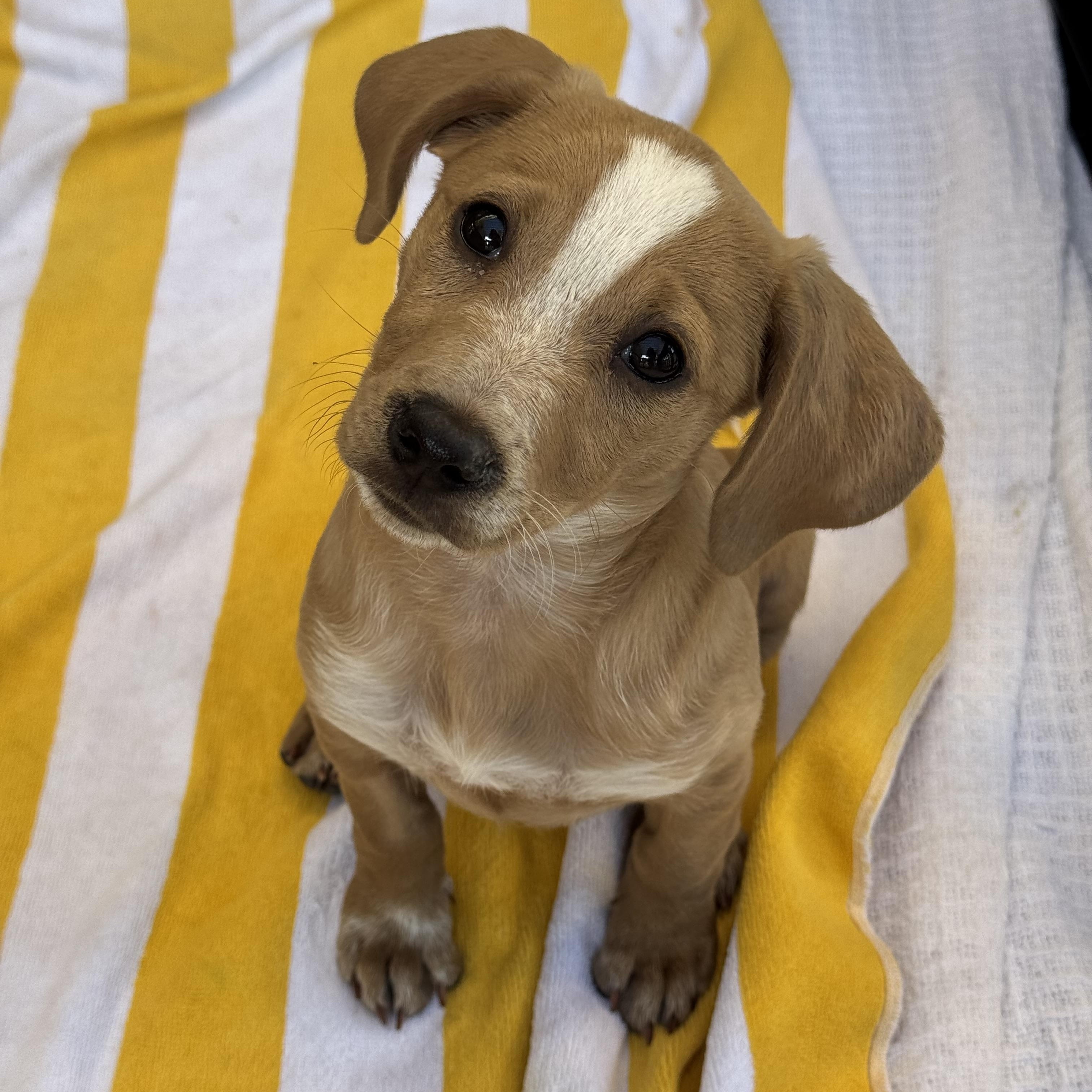 Grilled Onion, a ADOPTABLE Mixed Breed in Henderson, NV image 2/4