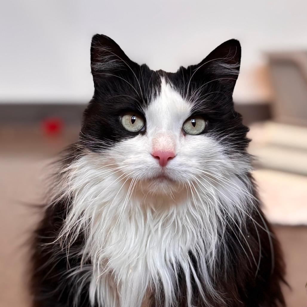 Enlarge Shadow, a Adoptable Domestic Long Hair in Nashville, IN image 1/6