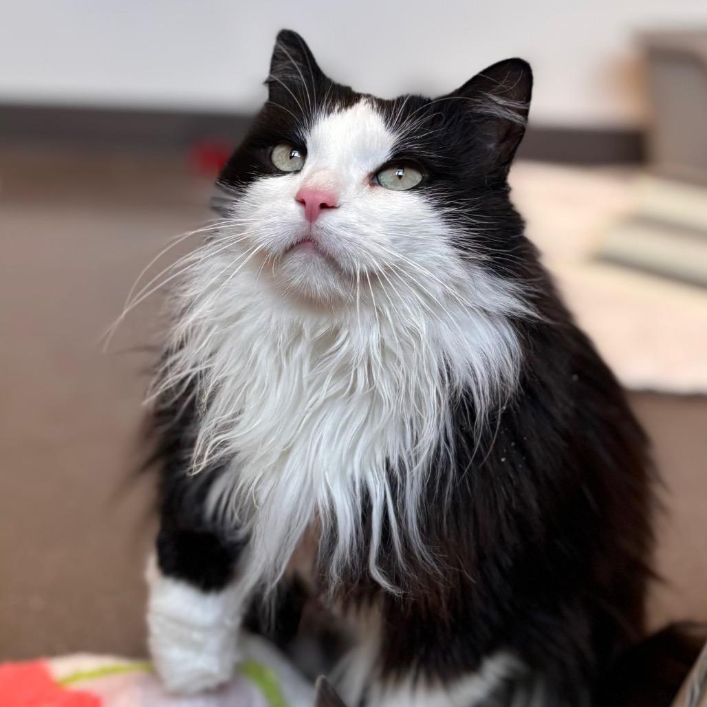 Enlarge Shadow, a Adoptable Domestic Long Hair in Nashville, IN image 2/6
