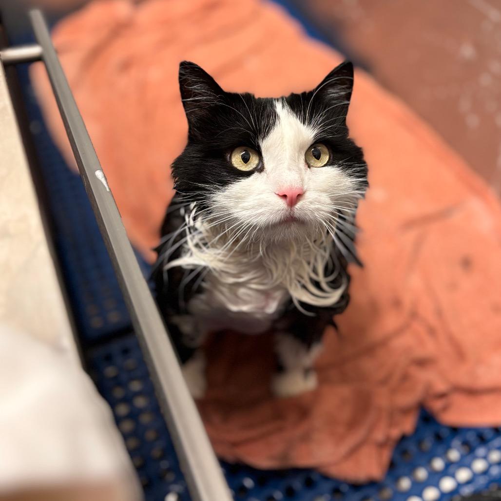 Enlarge Shadow, a Adoptable Domestic Long Hair in Nashville, IN image 3/6