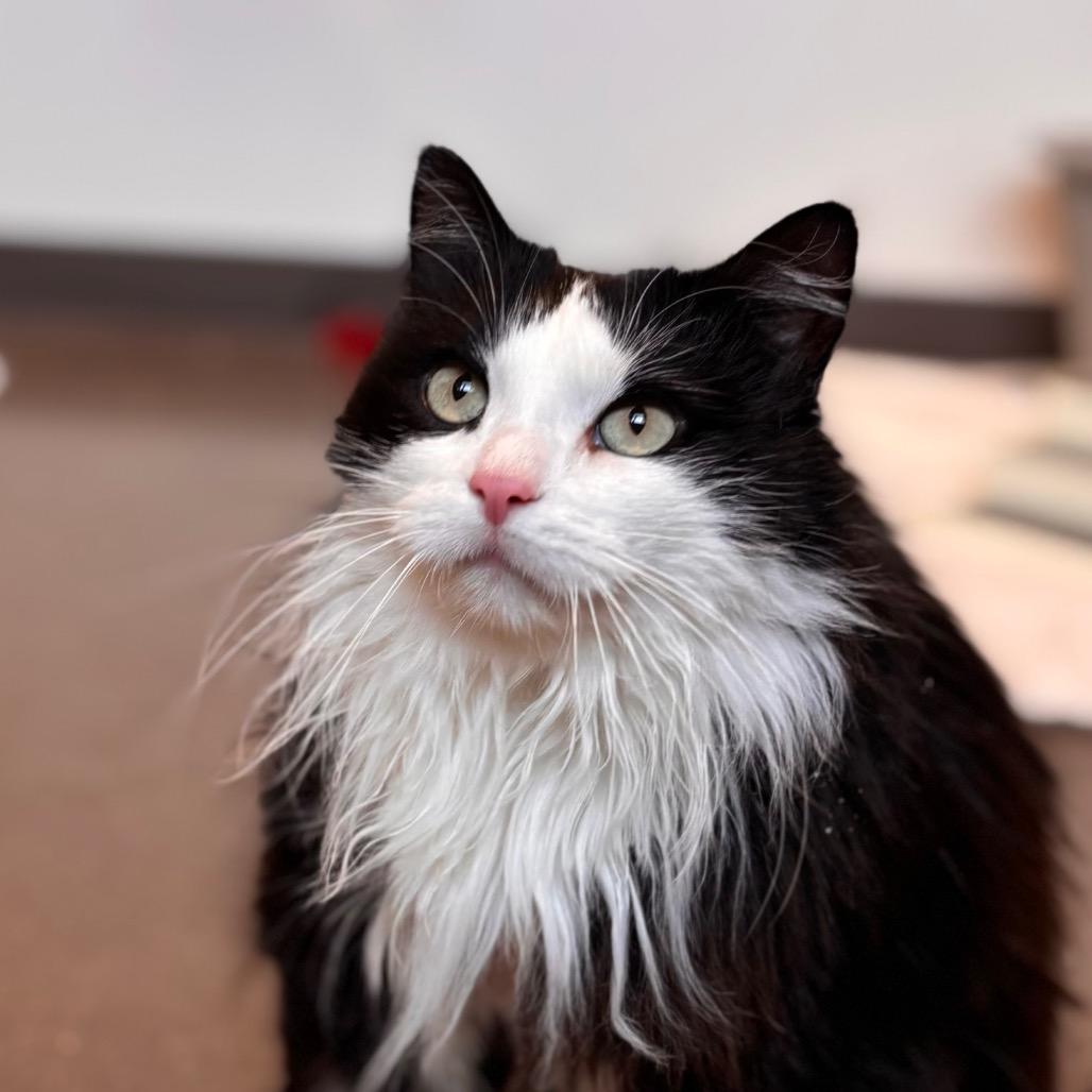 Enlarge Shadow, a Adoptable Domestic Long Hair in Nashville, IN image 4/6