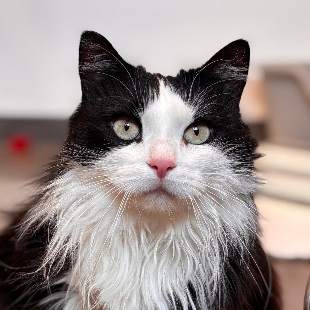 Enlarge Shadow, a Adoptable Domestic Long Hair in Nashville, IN image 5/6