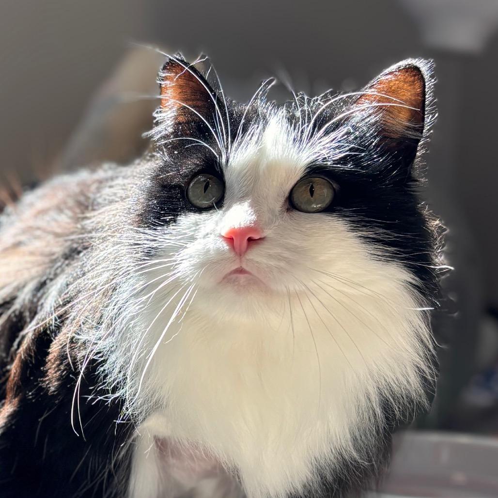 Enlarge Shadow, a Adoptable Domestic Long Hair in Nashville, IN image 6/6