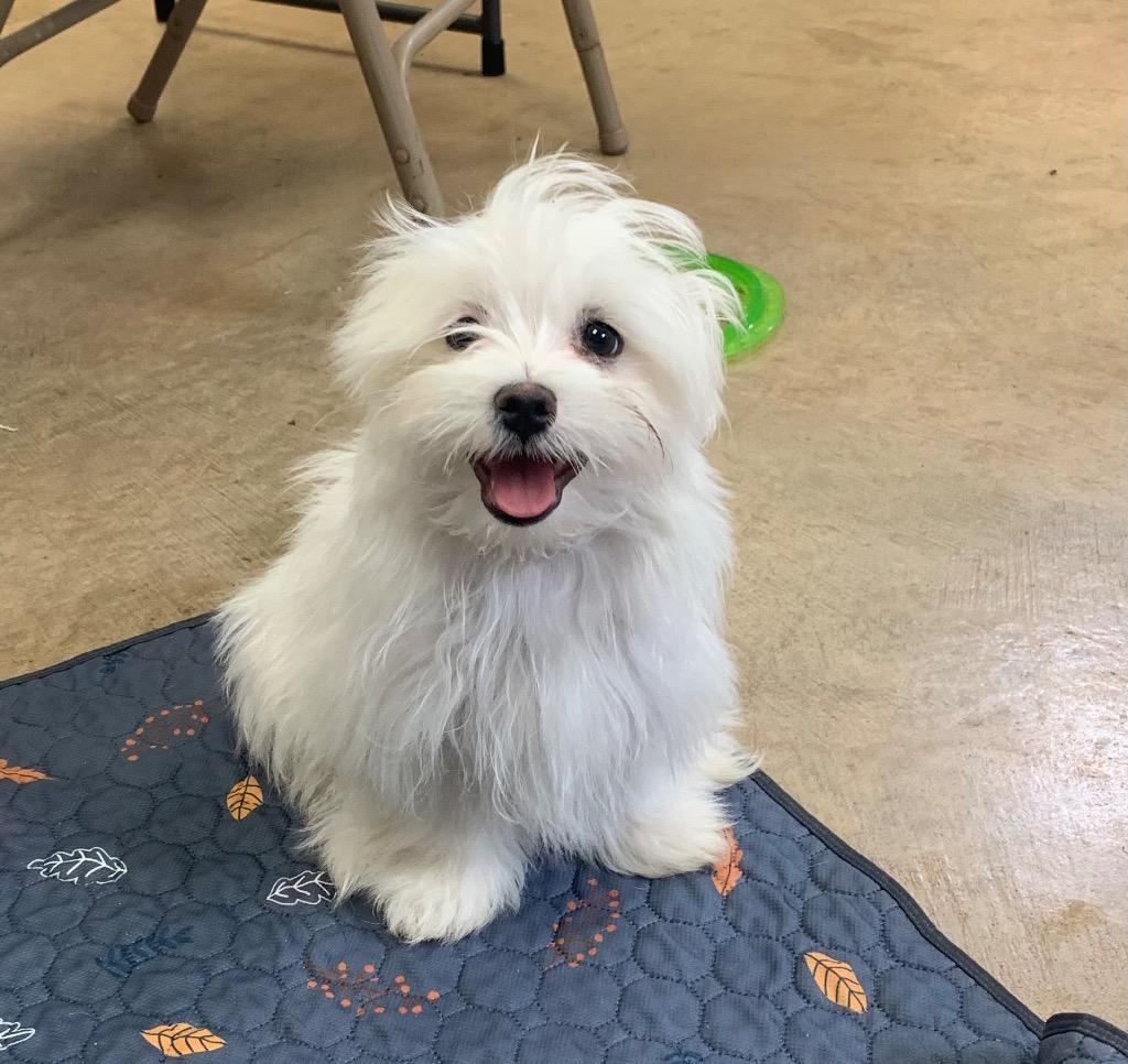 Winston, Adoptable, Puppy Male Maltese & Japanese Chin.