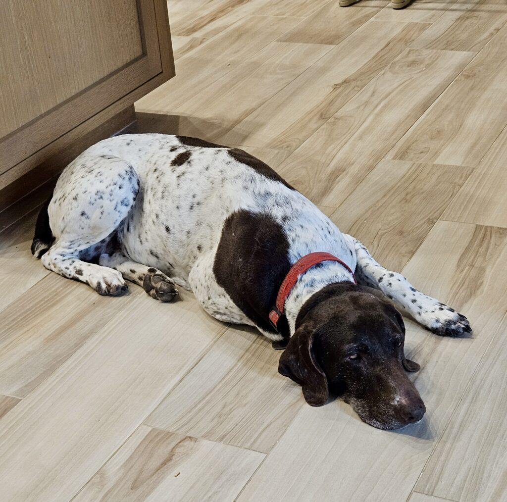 Enlarge Maddie, a Adopted German Shorthaired Pointer in Menlo Park, CA image 1/3