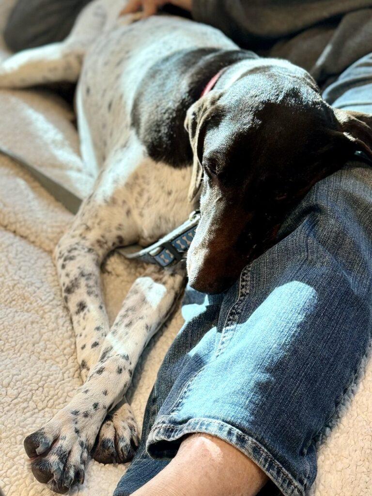 Enlarge Maddie, a Adopted German Shorthaired Pointer in Menlo Park, CA image 2/3