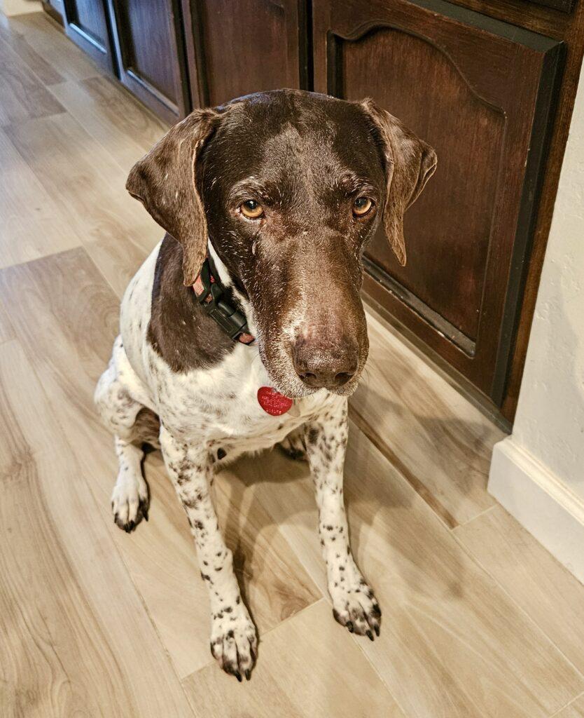 Enlarge Maddie, a Adopted German Shorthaired Pointer in Menlo Park, CA image 3/3