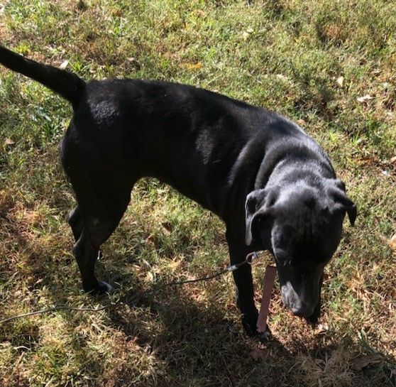 Bell, a Adoptable mixed breed in Cleveland, AL image 1/5
