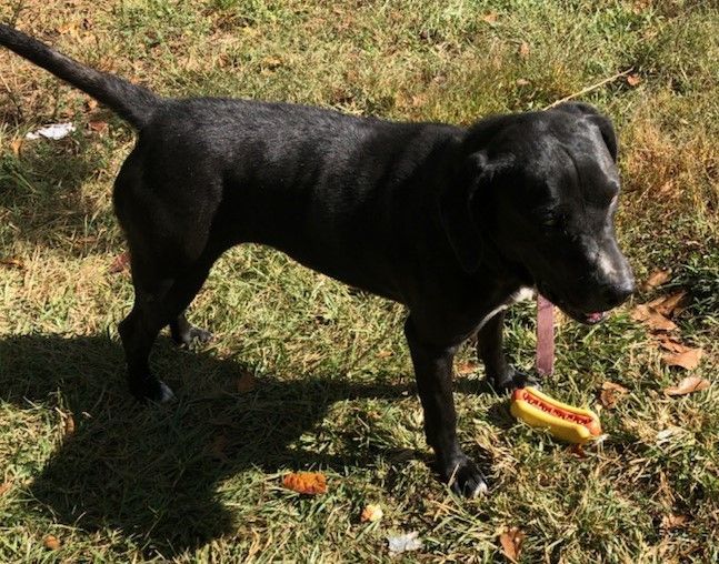 Bell, a Adoptable mixed breed in Cleveland, AL image 2/5