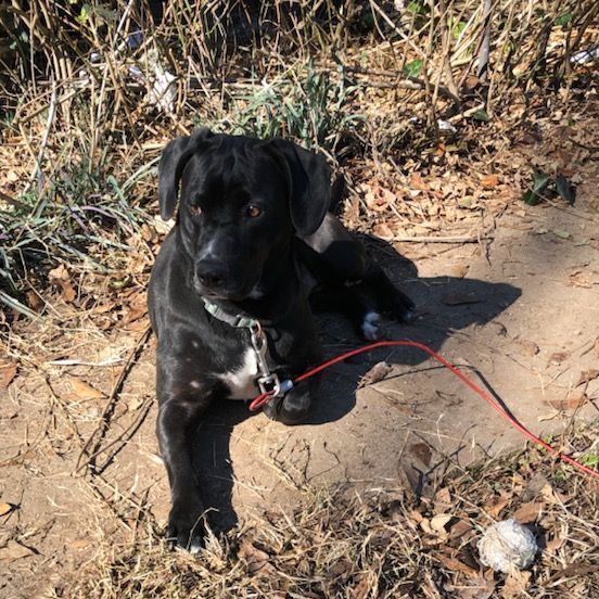 Bell, a Adoptable mixed breed in Cleveland, AL image 3/5