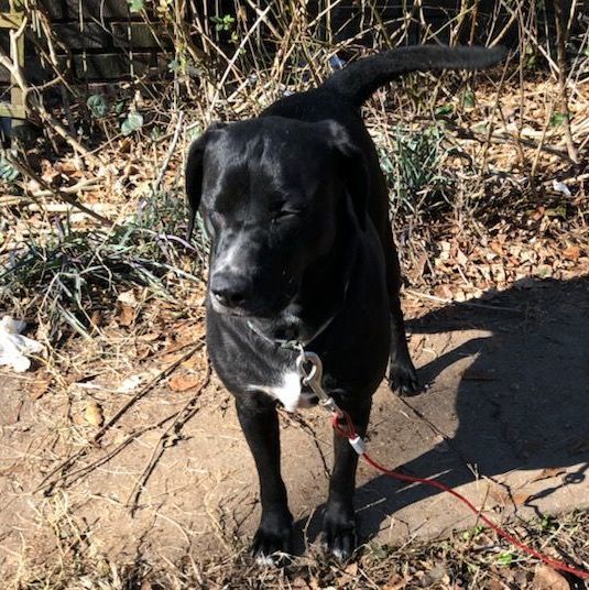 Bell, a Adoptable mixed breed in Cleveland, AL image 4/5