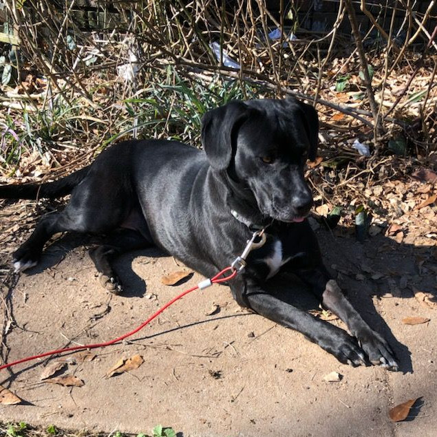 Bell, a Adoptable mixed breed in Cleveland, AL image 5/5