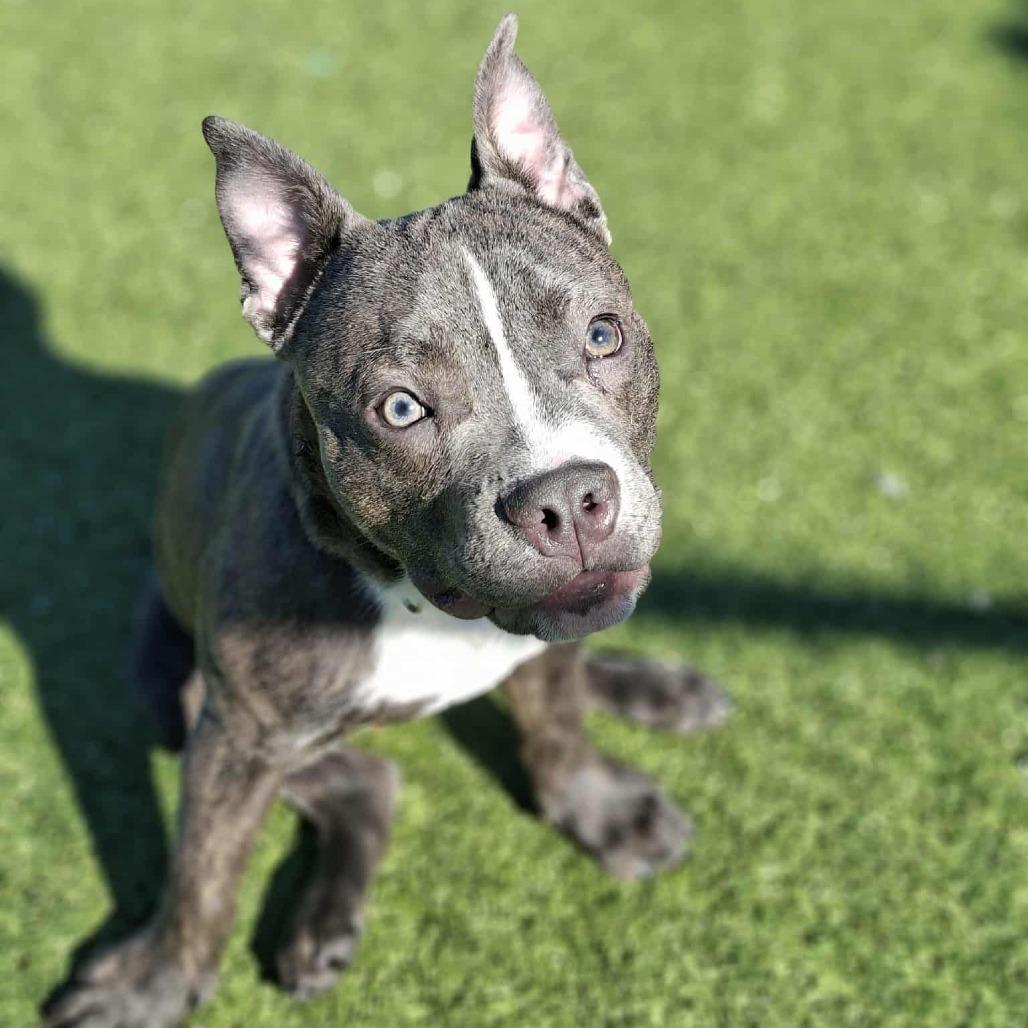 Zeus, Adoptable, Puppy Male Pit Bull Terrier.