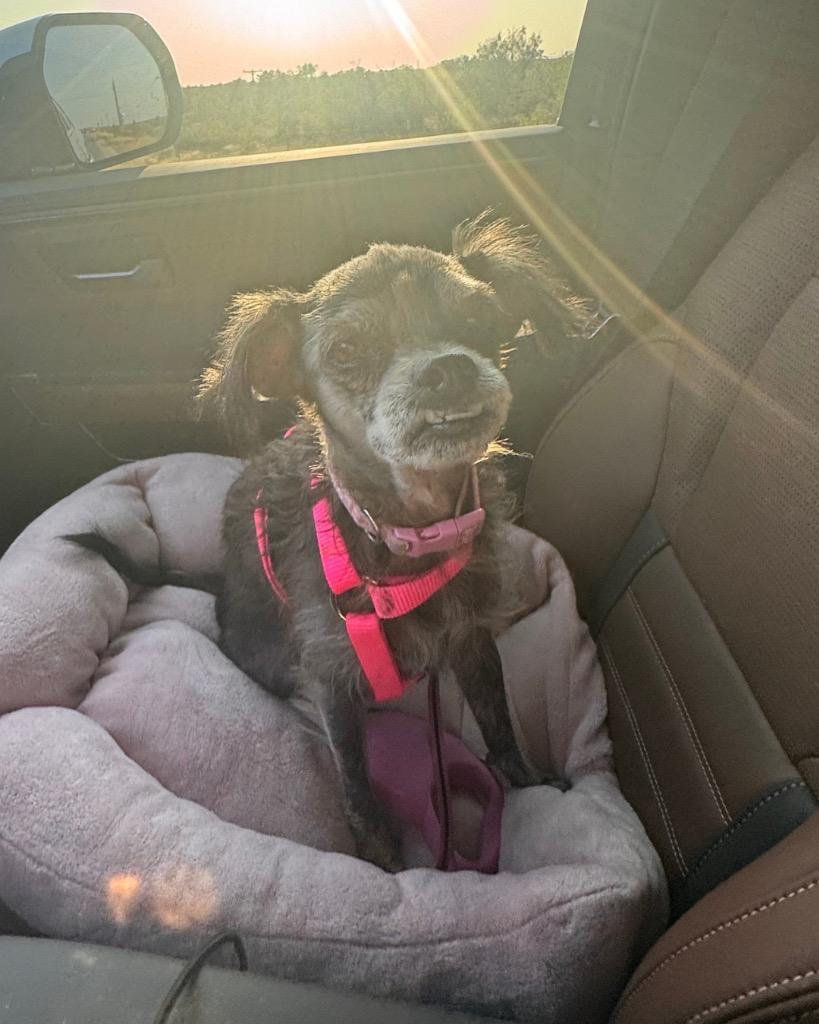 Pippa, Adoptable, Adult Female Shih Tzu & Yorkshire Terrier.