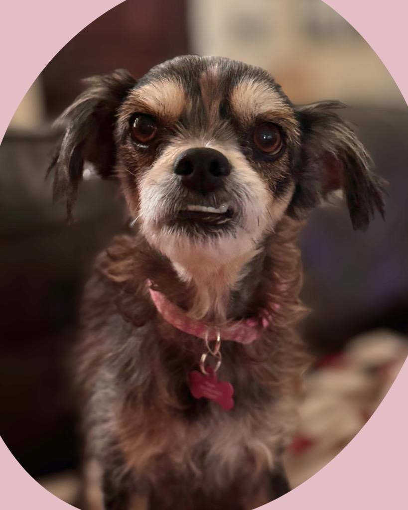 Enlarge Pippa, a Adoptable mixed breed in Bryan, TX image 2/6