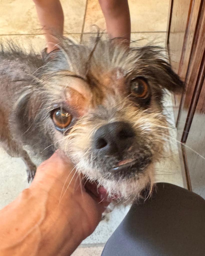 Enlarge Pippa, a Adoptable mixed breed in Bryan, TX image 2/6