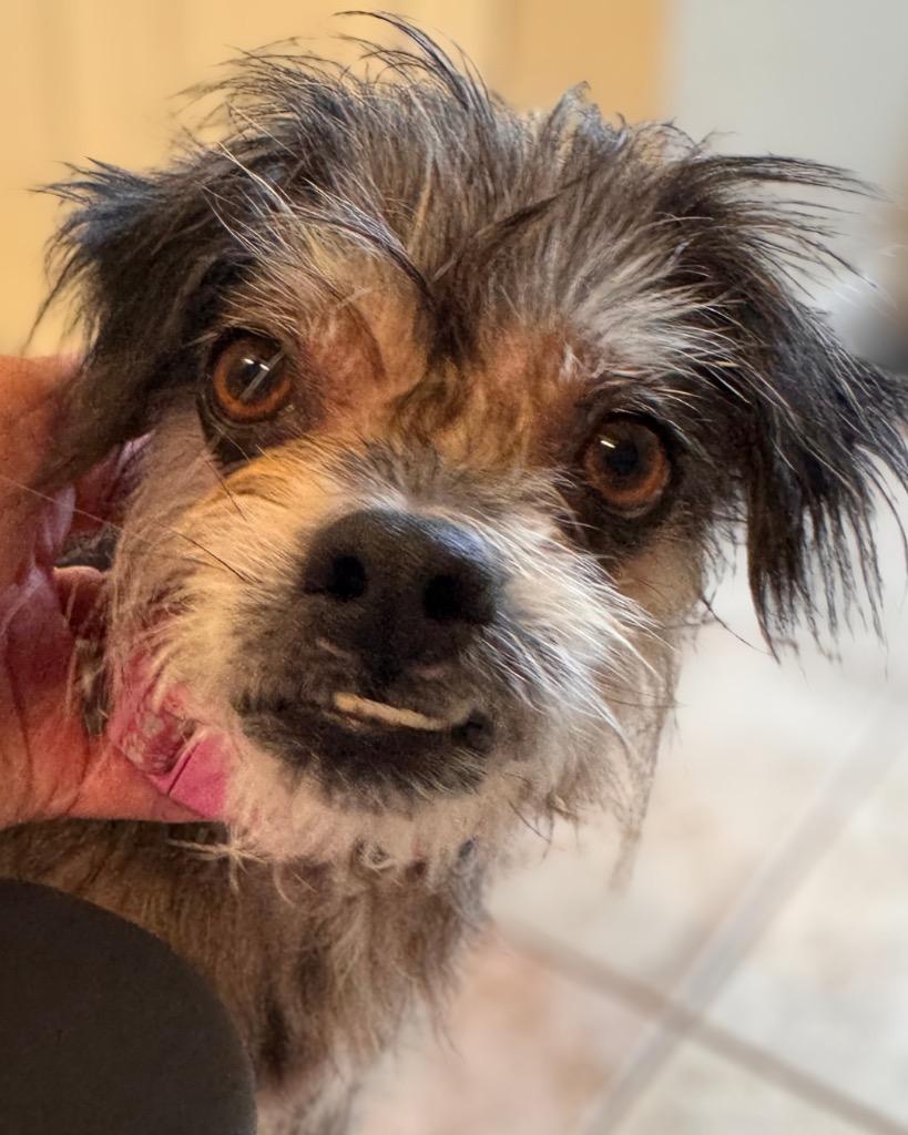 Enlarge Pippa, a Adoptable mixed breed in Bryan, TX image 4/6