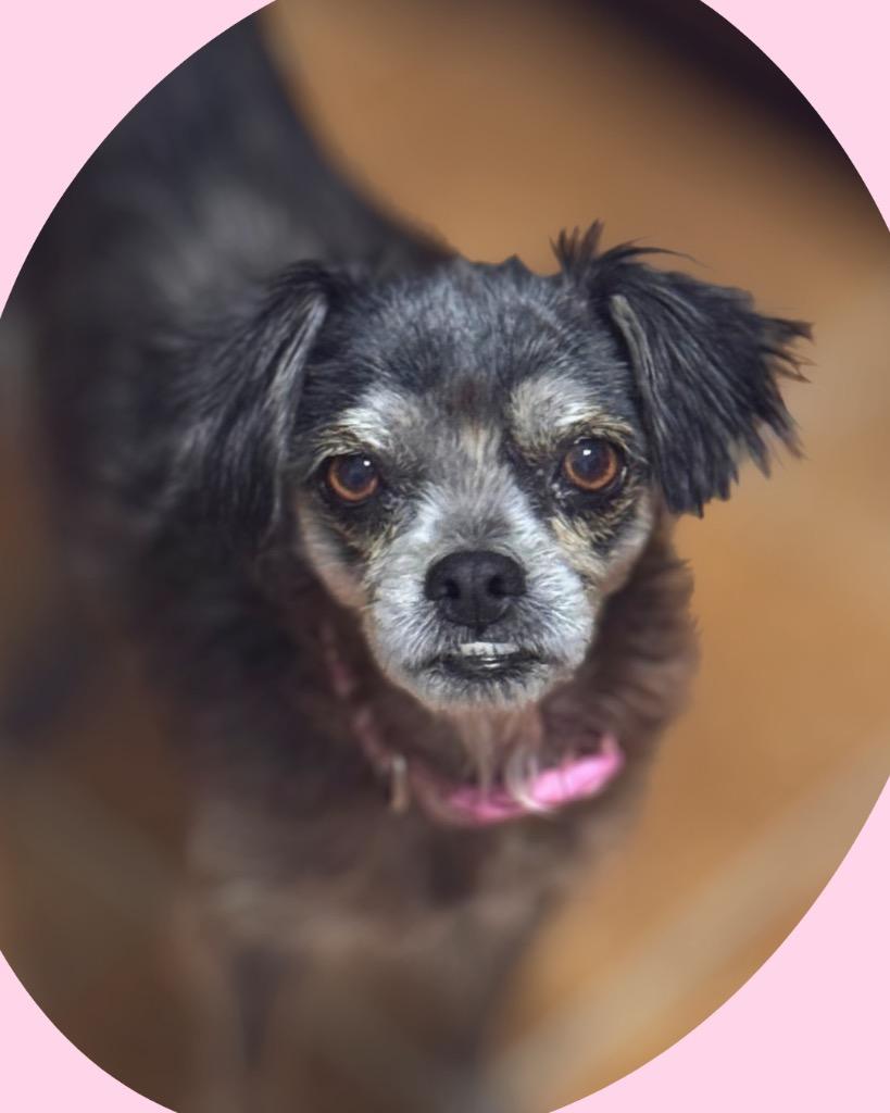 Enlarge Pippa, a Adoptable mixed breed in Bryan, TX image 5/6