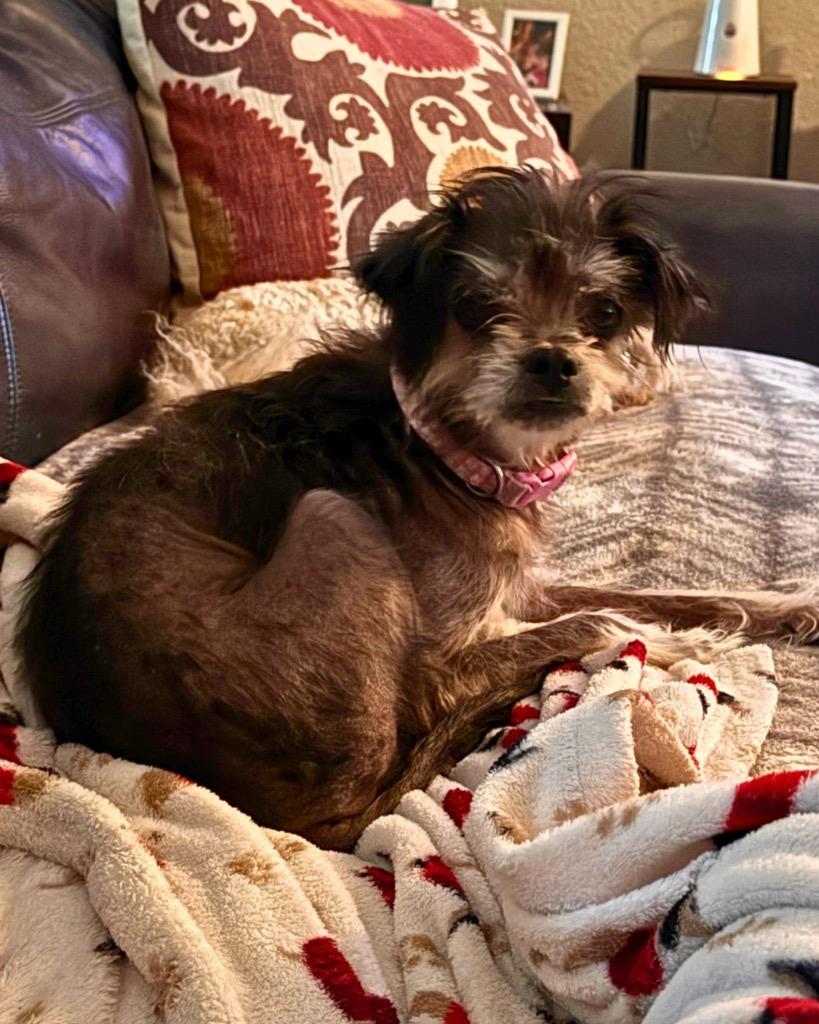 Enlarge Pippa, a Adoptable mixed breed in Bryan, TX image 6/6