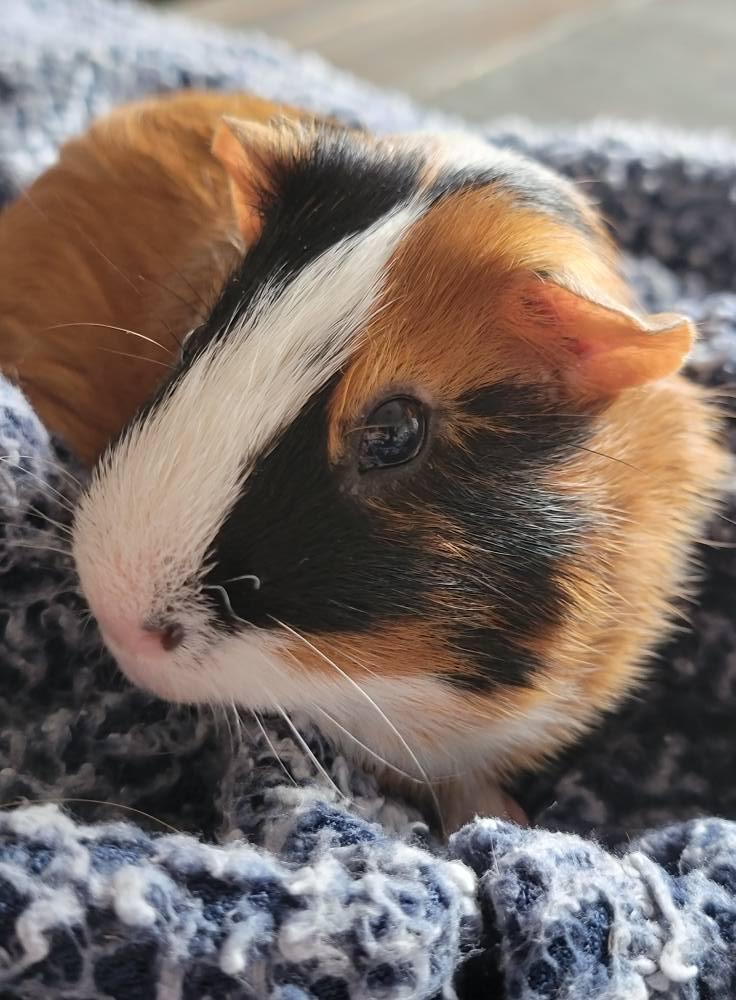 Buddy, Adoptable, Senior Male Guinea Pig.