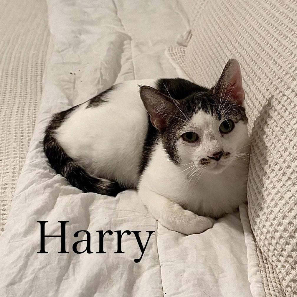 Harry, Adoptable, Adult Male American Shorthair.
