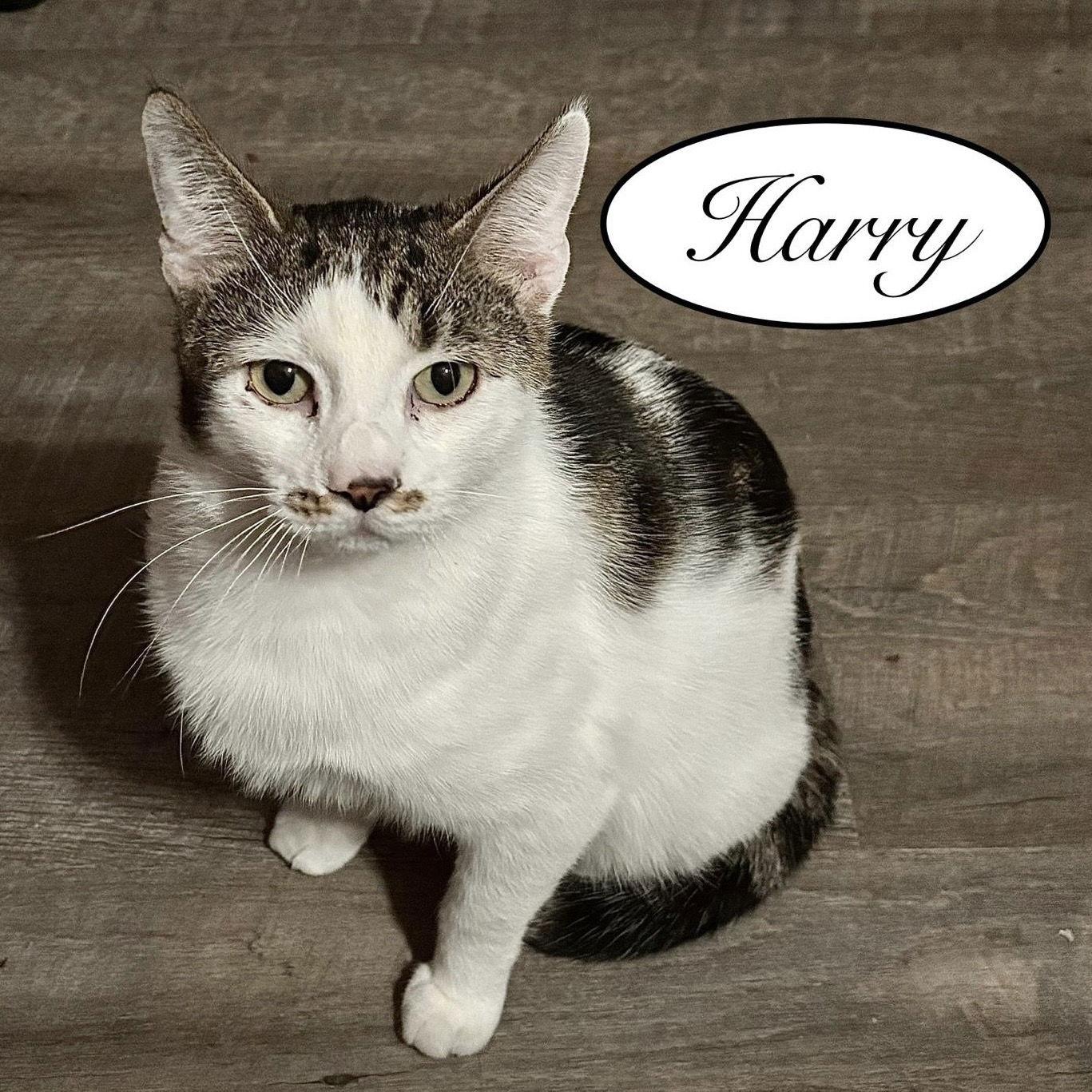 Enlarge Harry, a Adoptable American Shorthair in Spring Lake, NJ image 2/3
