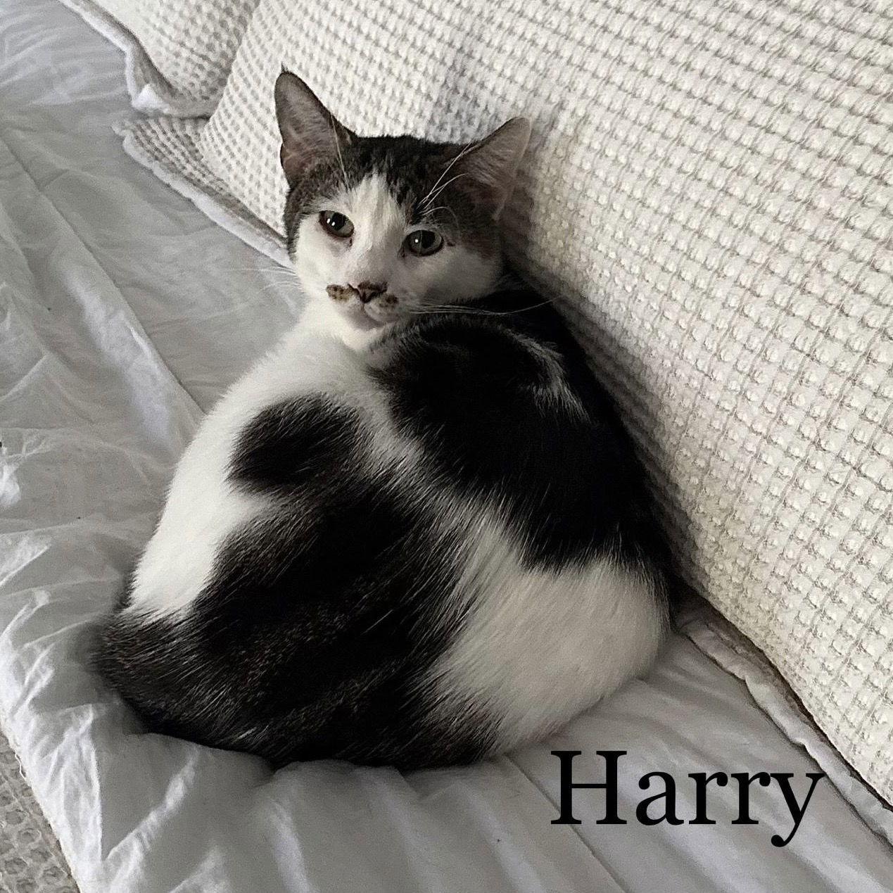 Enlarge Harry, a Adoptable American Shorthair in Spring Lake, NJ image 3/3
