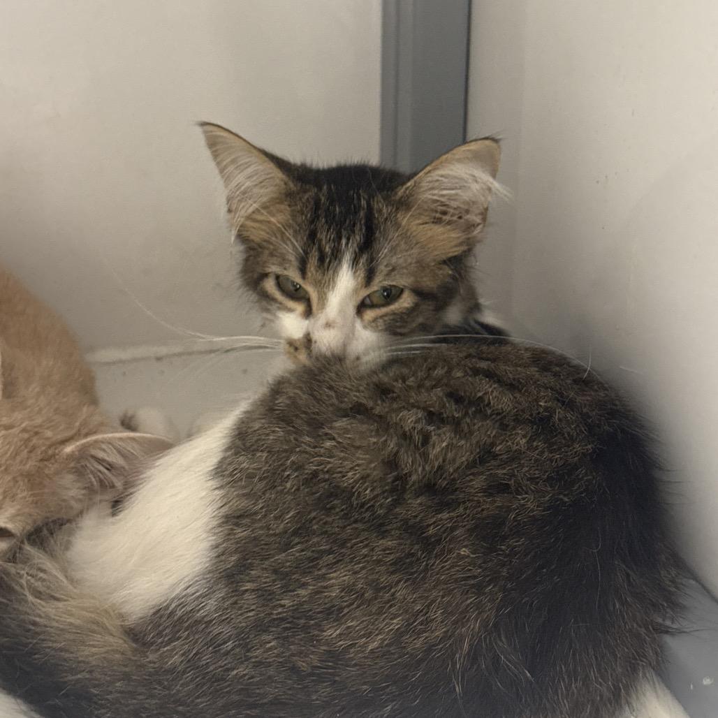 Smores, Adoptable, Young Female Domestic Short Hair.