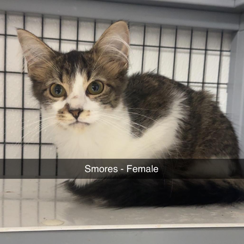 Enlarge Smores, a Adoptable Domestic Short Hair in Shelbyville, IL image 2/2