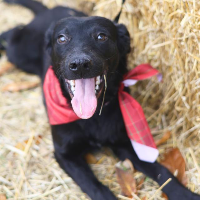 Enlarge FLOR, a Adoptable mixed breed in San Antonio, TX image 1/1