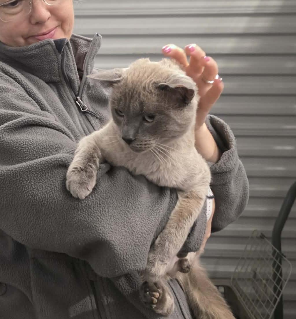 Enlarge Kino, an adopted mixed breed in Chicago, IL image 6/6