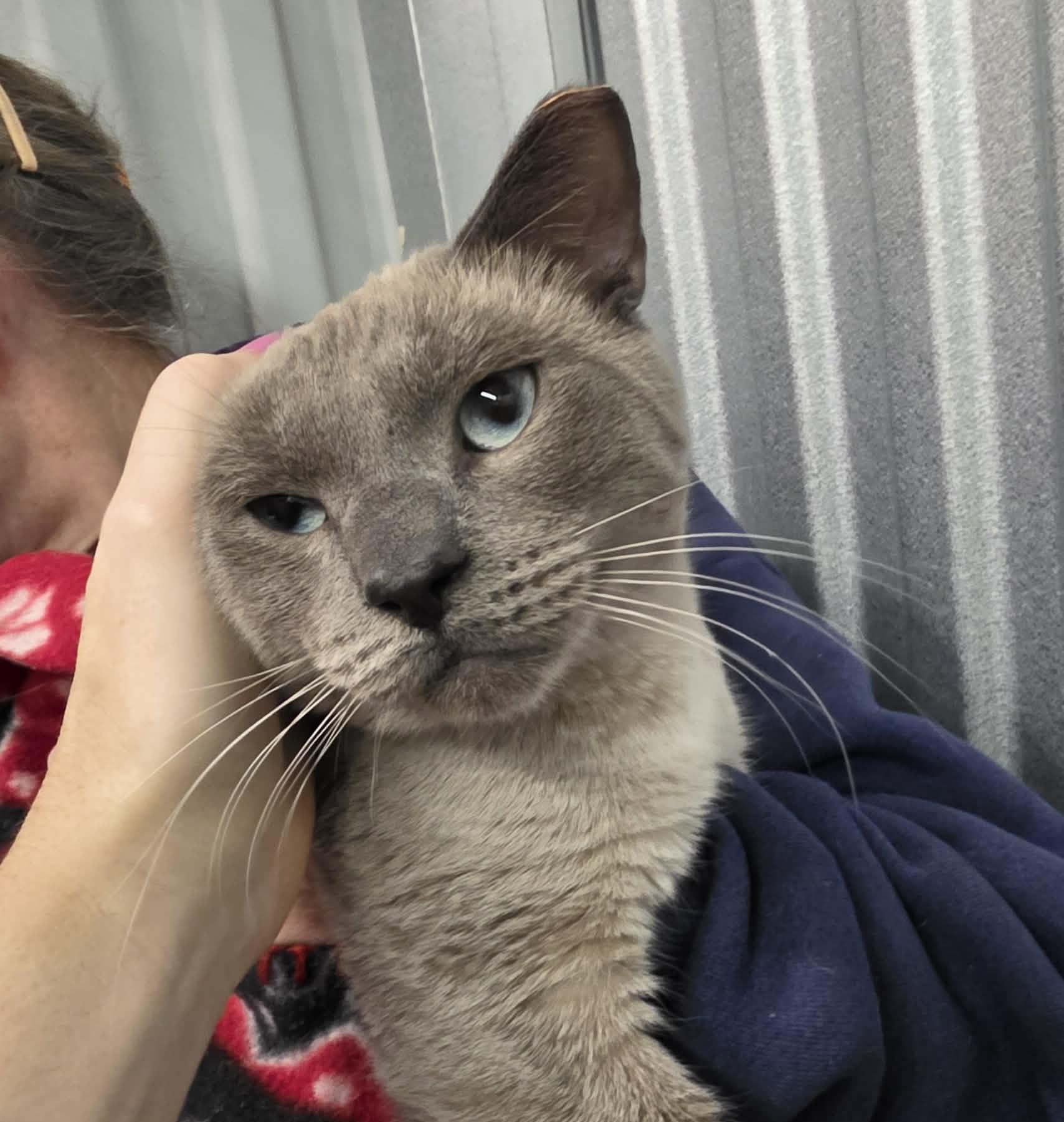 Enlarge Kino, an adopted mixed breed in Chicago, IL image 1/6