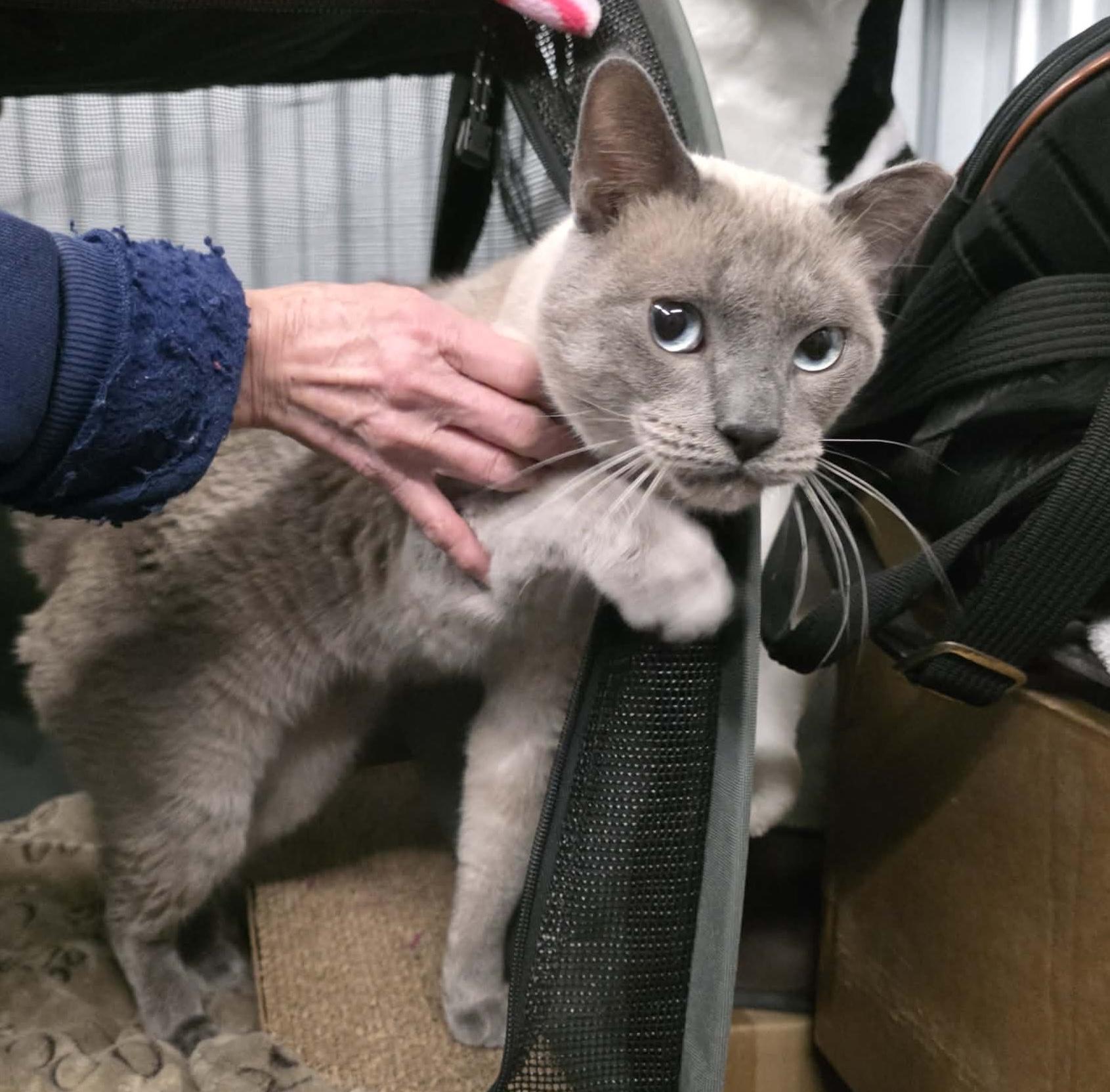 Enlarge Kino, an adopted mixed breed in Chicago, IL image 3/6