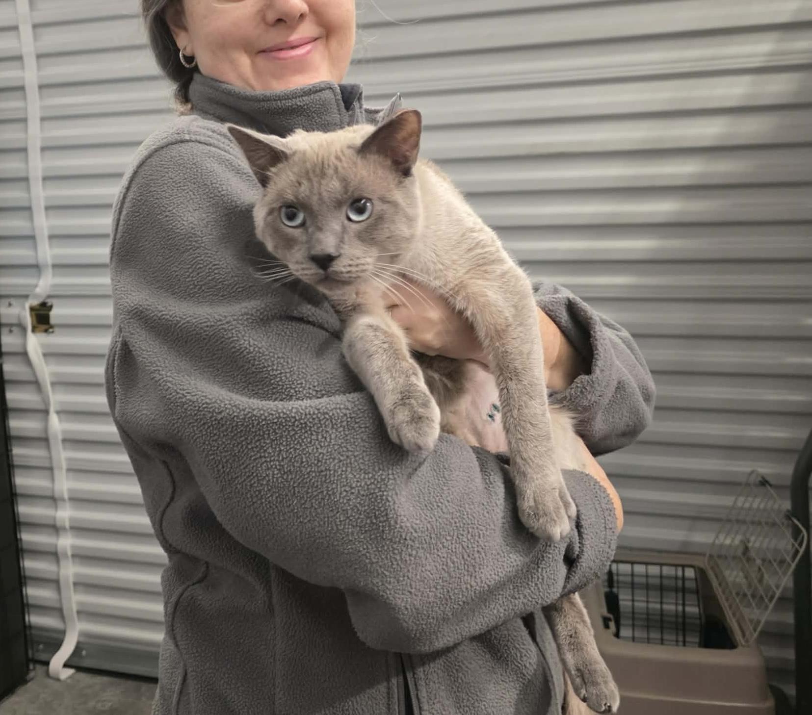 Enlarge Kino, an adopted mixed breed in Chicago, IL image 4/6